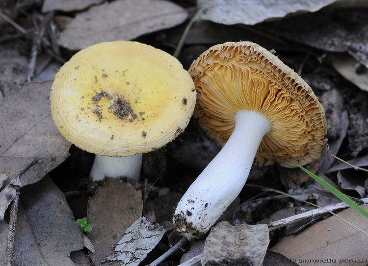 Russula ochracea (cfr. Russula risigallina)
